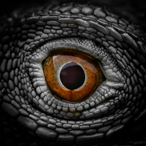 Reptilian Elite Eye